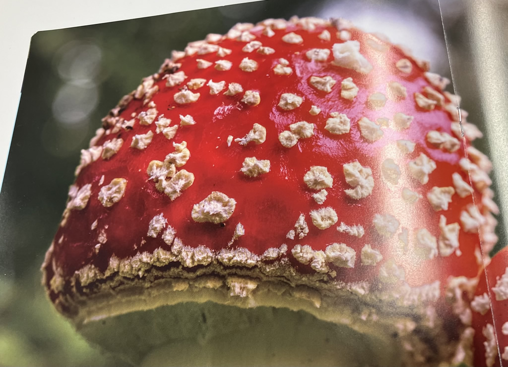 赤いキノコ(ベニテングダケ)